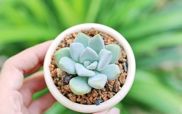 Một chậu sen đá dưới 50K