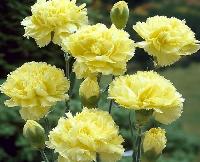 Hoa cẩm chướng vàng